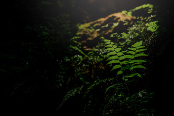 small ferns growing between the shade of rocks in the morning sun shine
