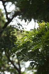 Green leaves of a rain tree in natural sunlight