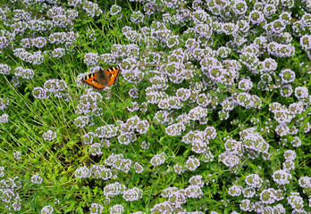 Fototapete bei efototapeten.de bestellen   