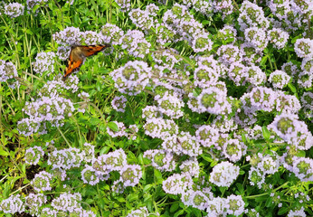 Fototapete bei efototapeten.de bestellen   