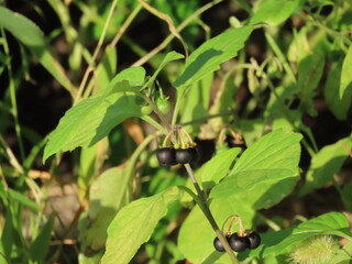 イヌホオズキ（犬酸漿・犬鬼灯）の黒い実　Black nightshade berries