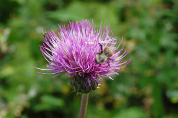 Beautiful purple flowers of a northern plant called badiag in the autumn polar tundra.