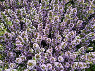 Obraz premium Close-up of blooming thyme for the background. Selective focus
