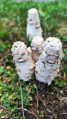 mushrooms in the forest