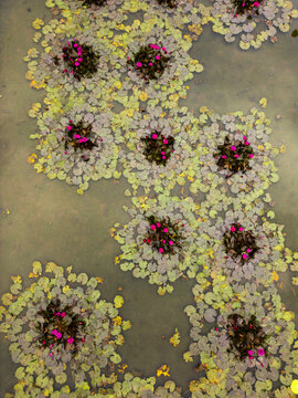 Aerial view of lily pads floating gracefully in Hang M&Atilde;&ordm;a's serene waters, their vibrant pink flowers contrasting with the pale green leaves, Hoa L&AElig;&deg;, Ninh B&Atilde;&not;nh, Vietnam.