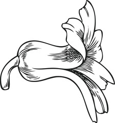 Hyacinth flower engraved sketch, hand drawn spring blossom plant, bud blooming herb ink style, botanical vector design