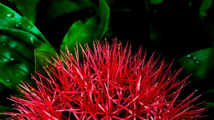 Vibrant Red Spiky Blood Bulb Lily Flower Close-Up Among Lush Green Leaves