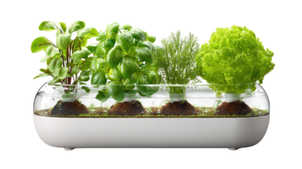 indoor hydroponic garden with green leafy plants modern soil free growing system home agriculture setup isolated on white background