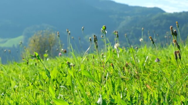Green alpine meadow slow motion, fresh grass and flowers in summer.