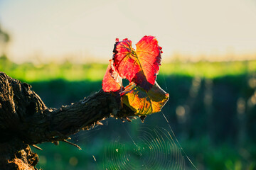 Gros plan &agrave; Saint-&Eacute;milion