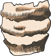 Hyacinth bulb scale, hand-drawn watercolor outline sketch.