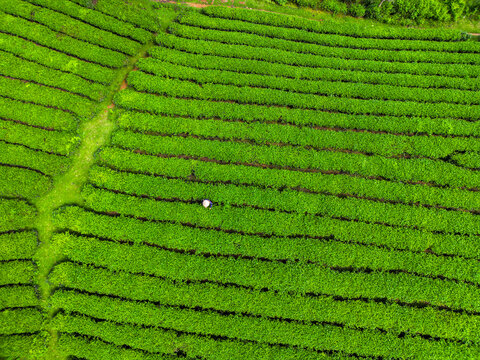 Aerial view of vibrant green rows of meticulously cultivated tea bushes stretch across the landscape, punctuated by a lone worker, Long Coc, Ph&Atilde;&ordm; Th&aacute;&raquo;, Vietnam.
