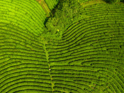 Aerial view of vibrant green tea plantations form a mesmerizing pattern across the landscape, a testament to nature's artistry, long coc, Ph&Atilde;&ordm; Th&aacute;&raquo;, Vietnam.