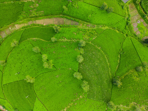 Aerial view of vibrant green tea plantations interlace with pockets of trees, creating a lush, textured landscape from above, long coc, Ph&Atilde;&ordm; Th&aacute;&raquo;, Vietnam.