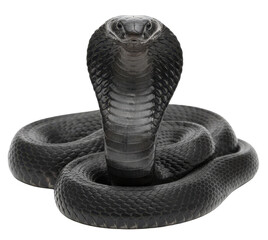 A Majestic Black Cobra Snake Rears Its Hood in a Defensive Stance on a Transparent Background