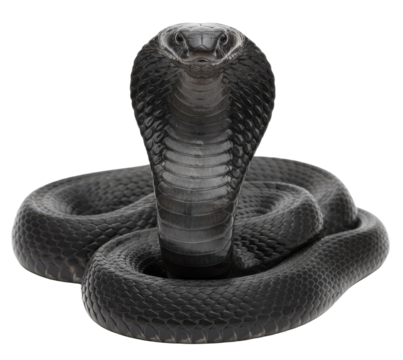 A Majestic Black Cobra Snake Rears Its Hood in a Defensive Stance on a Transparent Background