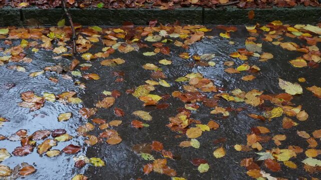Schlechte Stra&szlig;enverh&auml;ltnisse bei Regen im Herbst, nasse Stra&szlig;e voller Laub