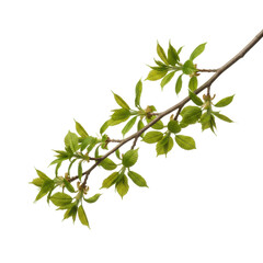 Delicate Branch With Young Green Leaves Emerging Against A Stark Black Background