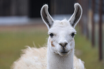 close up of a llama