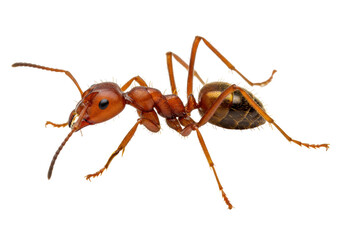 Isolated brown ant close-up on display in studio lighting, insect specimen for research and study