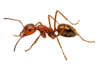 Isolated brown ant close-up on display in studio lighting, insect specimen for research and study