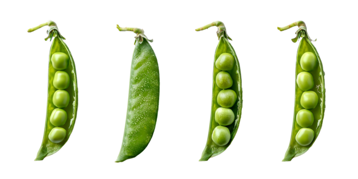 Fresh green pea pods showcasing different stages of fullness on a clean background