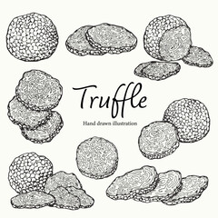 Set of hand drawn Truffle mushroom outline drawing illustration