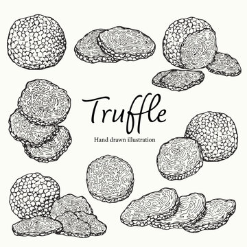 Naklejki Set of hand drawn Truffle mushroom outline drawing illustration