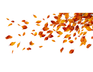 autumn leaves falling down, isolated on a white background.