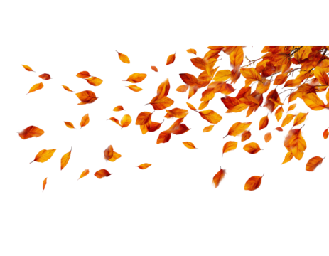  autumn leaves falling down, isolated on a white background. 