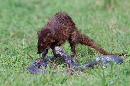 a mongoose is fighting with a cobra snake, Small asian mongoose (Herpestes javanicus) fighting with Javanese cobra on the green grass