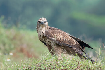 portrait of a changeable hawk eagle in a rocky grassland, Close up of a changeable hawk eagle (Spizaetus cirrhatus)  