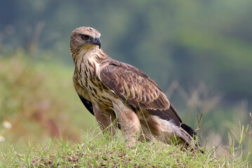 portrait of a changeable hawk eagle in a rocky grassland, Close up of a changeable hawk eagle (Spizaetus cirrhatus)  