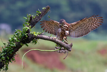 a Crested goshawk is catching a snake, Crested Goshawk and its prey