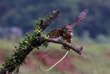 a Crested goshawk is catching a snake, Crested Goshawk and its prey
