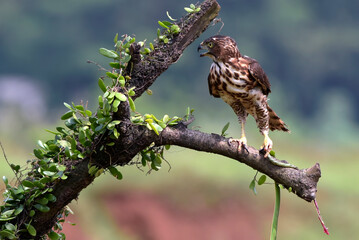a Crested goshawk is catching a snake,  Crested Goshawk and its prey