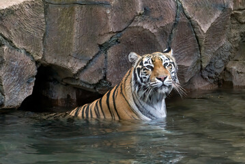 Sumatran tiger is bathing in the river, close up portrait of sumatran tiger