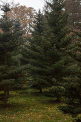 Fototapeta premium Dark Conifer Forest in Gloomy November, Winter Without Snow
