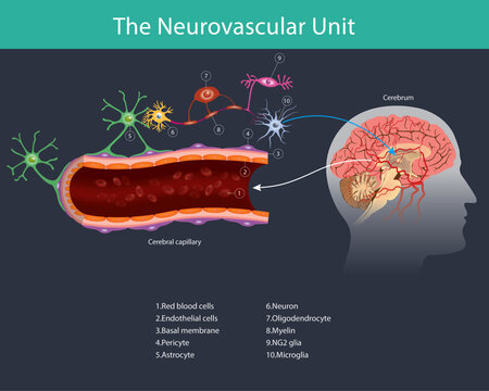 Neurovascular Unit Structure and Blood Brain Barrier. This diagram illustrates the Neurovascular Unit and the blood brain barrier at a cerebral capillary.