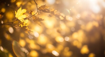 Autumnal Sunlight Through Golden Leaves - A Warm and Serene Scene.