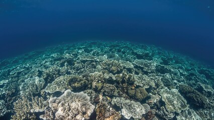 Naklejka premium A healthy, biodiverse coral reef located in waters near Alor, Indonesia, part of the Lesser Sunda Islands, known for marine biological diversity and active volcanoes