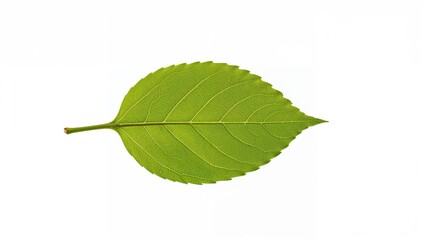 Fototapeta premium Apple tree leaf closeup isolated on white background