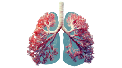 illustration of human lungs detailed anatomical drawing showing respiratory system health and biology organ structure isolated on white background
