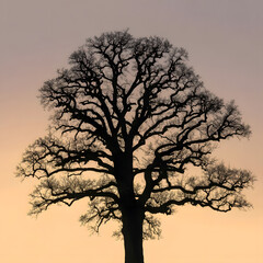 Silhouette of a Majestic Tree Against a Twilight Sky, Showing Strength and Timeless Beauty
