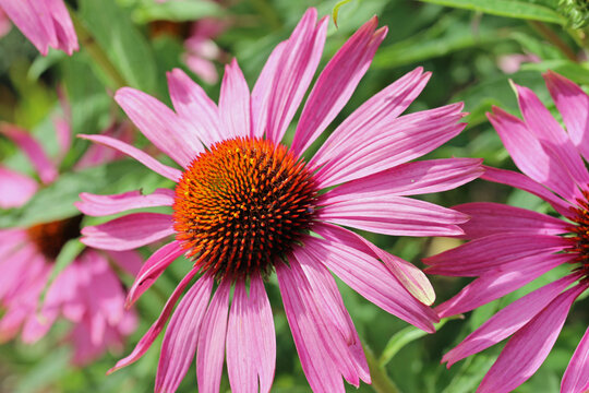 Purple coneflower flowers in close up