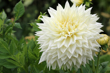 White dahlia flower in close up