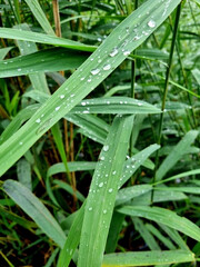 Water drops on the leaves of a reed in the rain.