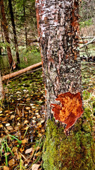 beaver's teeth marks  gnawing on an aspen tree trunks. 