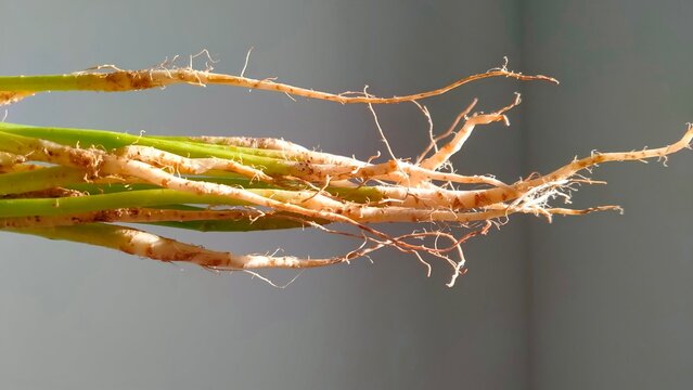willow branches with dew drops