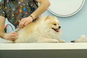At a pet grooming salon, a middle-aged male groomer is brushing the fur of an adorable Pomeranian...